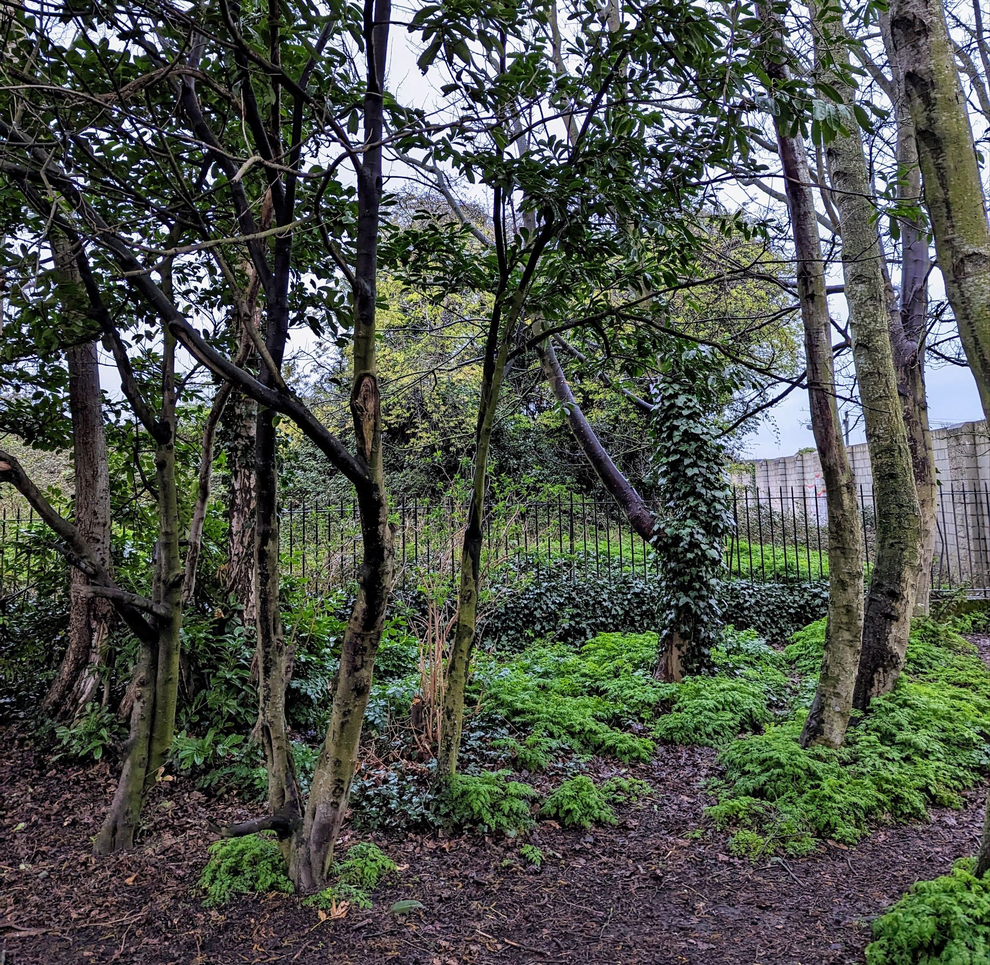 Mount Bernard Park to be extended